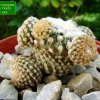 Copiapoa _hypogaea _ssp.laui_ FK439 _14